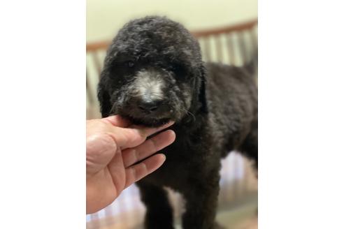 子犬