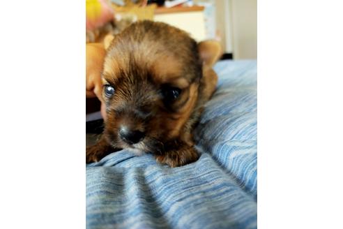 静岡県のミックス犬 男の子 21 05 05生まれ 可愛いマルキー マルチーズとヨーキーのミックス 子犬id ブリーダーナビ 静岡県のミックス犬 男の子 21 05 05生まれ 可愛いマルキー マルチーズとヨーキーのミックス 子犬id ブリーダーナビ