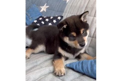 成約済の石川県の豆柴-134145の2枚目