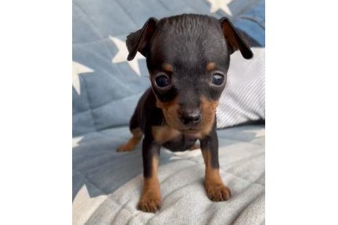 成約済の石川県のミニチュアピンシャー(ミニピン)-134147の1枚目