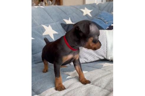 成約済の石川県のミニチュアピンシャー(ミニピン)-134147の2枚目