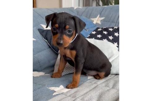 成約済の石川県のミニチュアピンシャー(ミニピン)-134149の1枚目