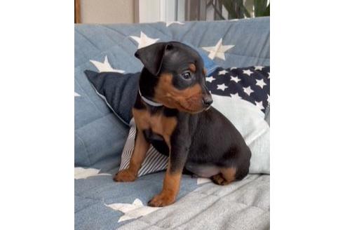 成約済の石川県のミニチュアピンシャー(ミニピン)-134149の2枚目