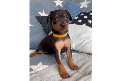 成約済の石川県のミニチュアピンシャー(ミニピン)-134150の1枚目