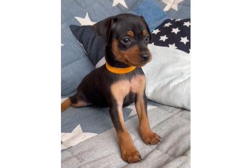 成約済の石川県のミニチュアピンシャー(ミニピン)-134150の2枚目