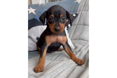 成約済の石川県のミニチュアピンシャー(ミニピン)-134156の1枚目