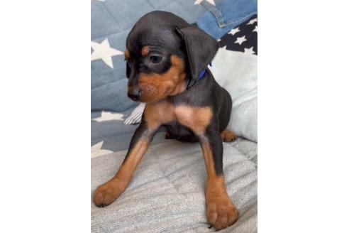 成約済の石川県のミニチュアピンシャー(ミニピン)-134156の2枚目