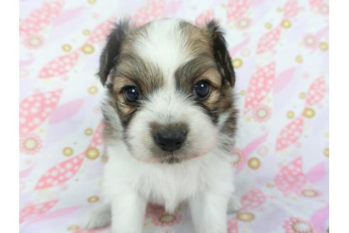 成約済の千葉県のパピヨン-134162の1枚目