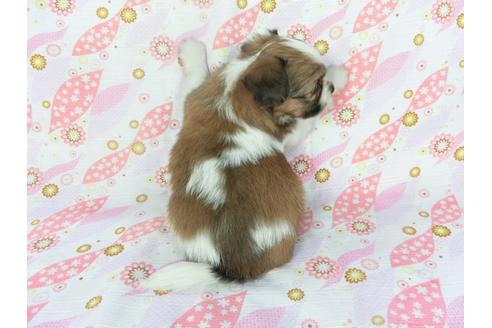 成約済の千葉県のパピヨン-134162の4枚目