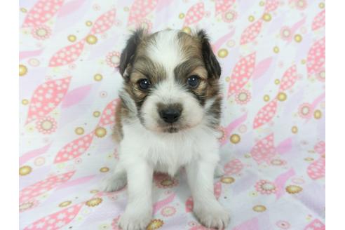 成約済の千葉県のパピヨン-134162の3枚目