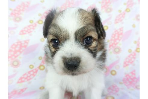 成約済の千葉県のパピヨン-134162の2枚目