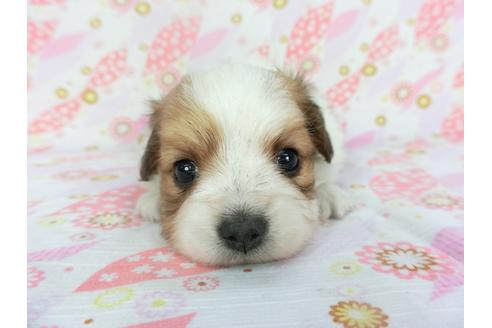 成約済の千葉県のパピヨン-134163の1枚目