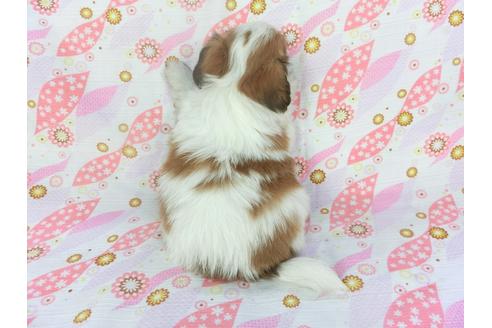 成約済の千葉県のパピヨン-134163の4枚目