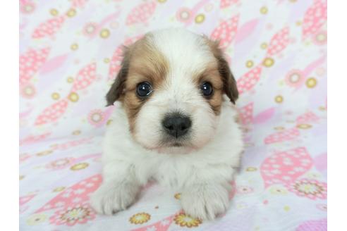 成約済の千葉県のパピヨン-134163の3枚目