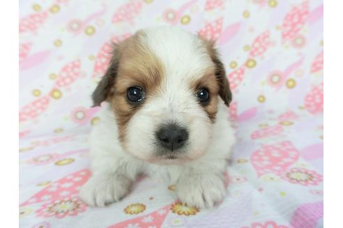 成約済の千葉県のパピヨン-134163の2枚目