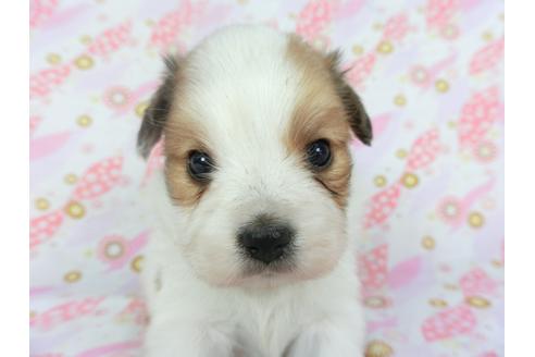 成約済の千葉県のパピヨン-134164の1枚目