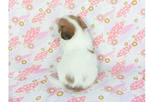 成約済の千葉県のパピヨン-134164の4枚目