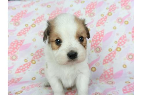 成約済の千葉県のパピヨン-134164の3枚目