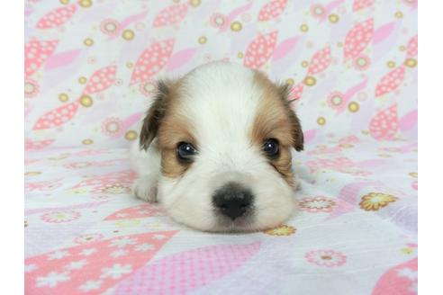 成約済の千葉県のパピヨン-134164の2枚目