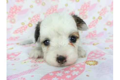 成約済の千葉県のパピヨン-134165の1枚目