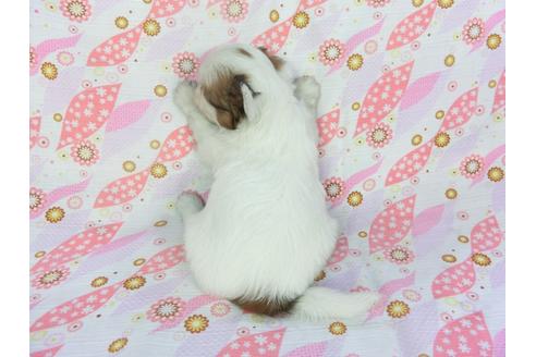 成約済の千葉県のパピヨン-134165の4枚目