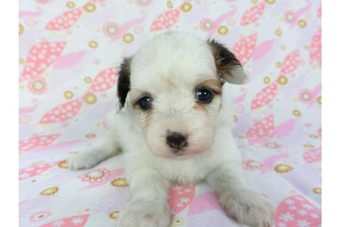 成約済の千葉県のパピヨン-134165の3枚目