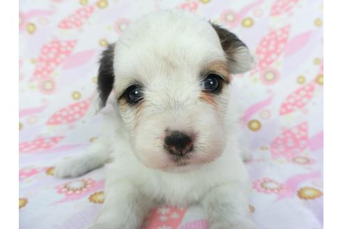 成約済の千葉県のパピヨン-134165の2枚目