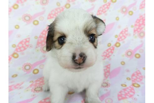 成約済の千葉県のパピヨン-134166の1枚目