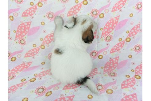 成約済の千葉県のパピヨン-134166の4枚目