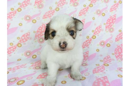 成約済の千葉県のパピヨン-134166の3枚目