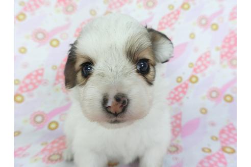 成約済の千葉県のパピヨン-134166の2枚目