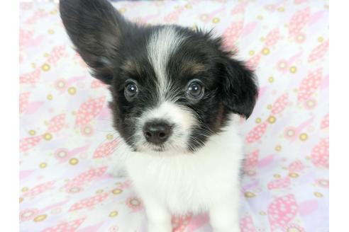 成約済の千葉県のパピヨン-134167の1枚目