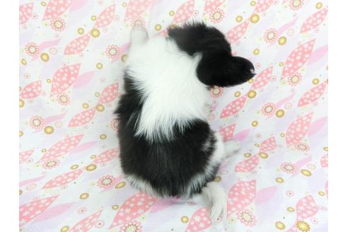 成約済の千葉県のパピヨン-134167の4枚目