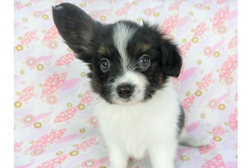 成約済の千葉県のパピヨン-134167の3枚目