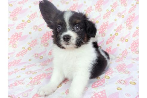 成約済の千葉県のパピヨン-134167の2枚目