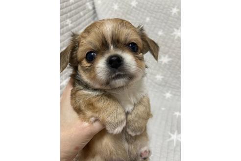 成約済の埼玉県のチワワ(ロングコート)-134208の5枚目