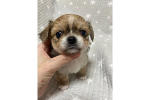 成約済の埼玉県のチワワ(ロングコート)-134208の6枚目
