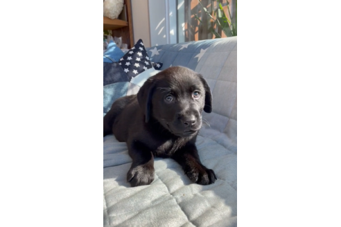 成約済の石川県のラブラドールレトリーバー-134232の3枚目