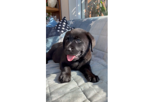 成約済の石川県のラブラドールレトリーバー-134232の1枚目