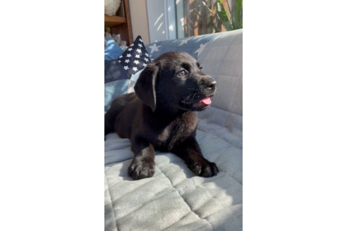 成約済の石川県のラブラドールレトリーバー-134232の2枚目