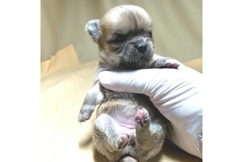 成約済の茨城県のチワワ(ロングコート)-134254の5枚目
