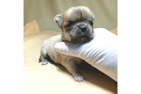成約済の茨城県のチワワ(ロングコート)-134254の4枚目