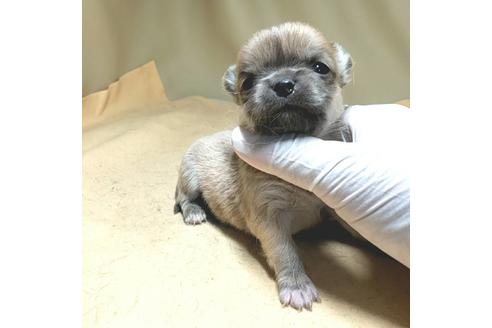 成約済の茨城県のチワワ(ロングコート)-134254の3枚目