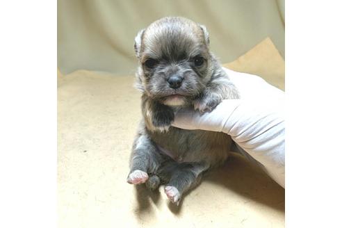 成約済の茨城県のチワワ(ロングコート)-134256の15枚目