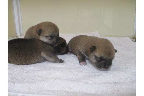 成約済の岡山県の柴犬-134258の7枚目