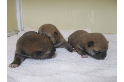成約済の岡山県の柴犬-134258の6枚目
