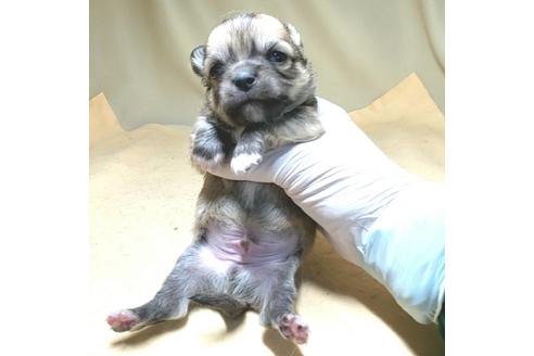 成約済の茨城県のチワワ(ロングコート)-134259の15枚目