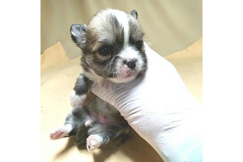 成約済の茨城県のチワワ(ロングコート)-134262の15枚目