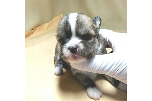 成約済の茨城県のチワワ(ロングコート)-134262の14枚目
