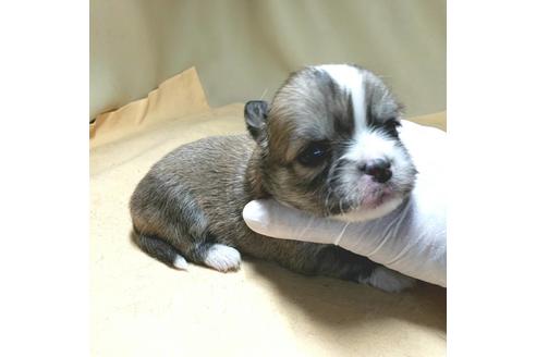 成約済の茨城県のチワワ(ロングコート)-134262の11枚目
